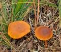 Calocybe_chrysenteron_bp3422