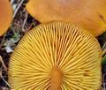 Calocybe_chrysenteron_bp3446