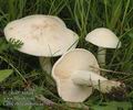 Calocybe_gambosa_aa7913