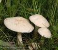 Calocybe_gambosa_aa7924