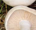 Calocybe_gambosa_bf5907