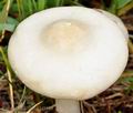 Calocybe_gambosa_bf5919