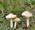 Calocybe_gambosa_bf5926