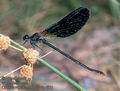 Calopteryx_haemorrhoidalis_6921