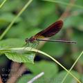 Calopteryx_haemorrhoidalis_bg4455