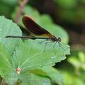 Calopteryx_haemorrhoidalis_bg4475