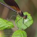 Calopteryx_haemorrhoidalis_bg4479