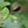 Calopteryx_haemorrhoidalis_bg4496