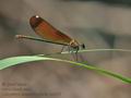 Calopteryx_haemorrhoidalis_dx0527