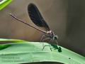 Calopteryx_haemorrhoidalis_dx0529