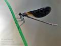 Calopteryx_haemorrhoidalis_dx0561