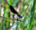 Calopteryx_haemorrhoidalis_pi3771