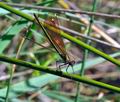 Calopteryx_haemorrhoidalis_pi3773