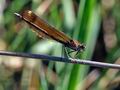 Calopteryx_haemorrhoidalis_pi3777