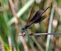 Calopteryx_haemorrhoidalis_pi3778