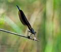 Calopteryx_haemorrhoidalis_pi3794