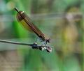 Calopteryx_haemorrhoidalis_pi3796