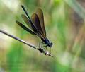 Calopteryx_haemorrhoidalis_pi3805