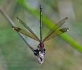 Calopteryx_haemorrhoidalis_pi3813