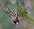 Calopteryx_haemorrhoidalis_pi3821