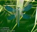 Calopteryx_splendens_4246