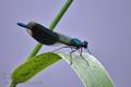 Calopteryx_splendens_a176