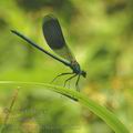 Calopteryx_splendens_af2052