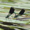 Calopteryx_splendens_ai0735