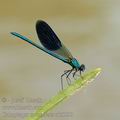 Calopteryx_splendens_ak8590