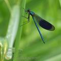 Calopteryx_splendens_bc4421