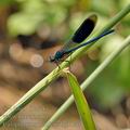 Calopteryx_splendens_bg1176