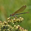 Calopteryx_splendens_bg1196