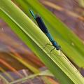 Calopteryx_splendens_bh6094