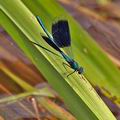 Calopteryx_splendens_bh6108