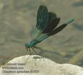 Calopteryx_splendens_da7857