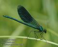 Calopteryx_splendens_da7863