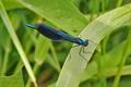 Calopteryx_splendens_hz6223