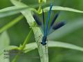 Calopteryx_splendens_p7088643