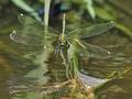 Calopteryx_splendens_p7089024