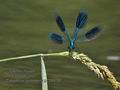 Calopteryx_splendens_p7089282