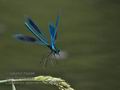 Calopteryx_splendens_p7089295