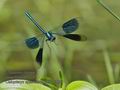 Calopteryx_splendens_p8070368