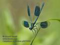 Calopteryx_splendens_p8070399