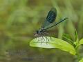 Calopteryx_splendens_p8070408