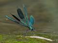 Calopteryx_splendens_p8070438