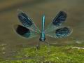 Calopteryx_splendens_p8070485