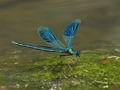 Calopteryx_splendens_p8070516