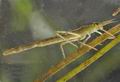 Calopteryx_splendens_pc2342