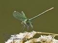 Calopteryx_splendens_ra8119