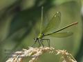 Calopteryx_splendens_ra8206